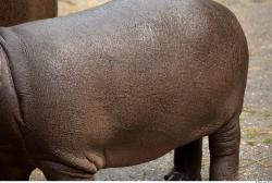 Hippo baby